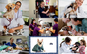 klicke hier, um die Datei herunterzuladen At The Vet 2 - Beim Tierarzt 2