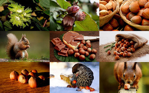 Hazelnuts - Haselnsse