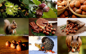 klicke hier, um die Datei herunterzuladen Hazelnuts - Haselnüsse