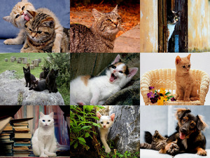 Must Love Cats 1 - Diese Katzen muss man lieben 1