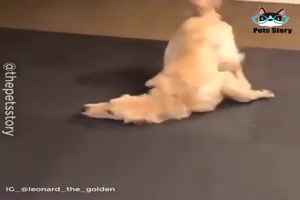So-sind-Hunde.mp4 auf www.funpot.net