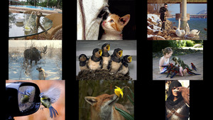 klicke hier, um die Datei herunterzuladen Aussergewoehnliche Tierfotos