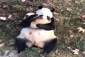 Mama Panda
