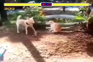 Karate Hund