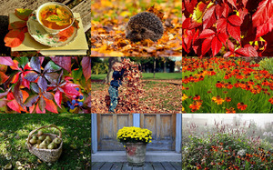 Fall Gardens - Herbstgrten