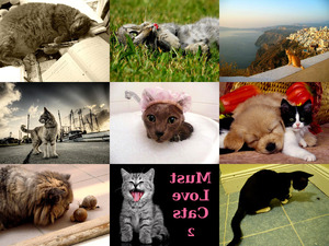 klicke hier, um die Datei herunterzuladen Must Love Cats 2 - Muss Katzen lieben 2