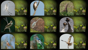 klicke hier, um die Datei herunterzuladen Vogel visie - Vogelperspektive