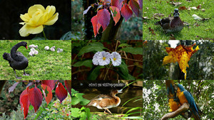 klicke hier, um die Datei herunterzuladen Frühlingsgefühle im Herbst
