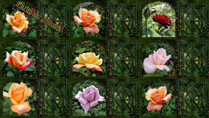 klicke hier, um die Datei herunterzuladen Beauties of Nature - Schönheiten der Natur