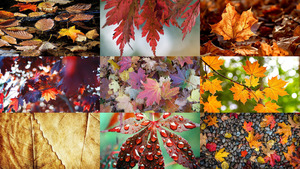 klicke hier, um die Datei herunterzuladen Autumn leafs
