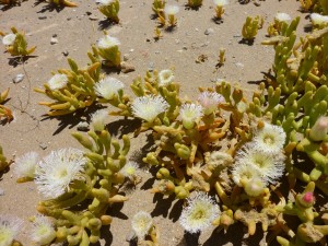 Impressionen aus Namibia 5