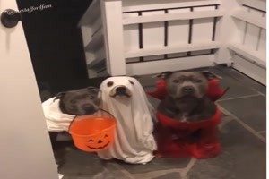 Hunde an Halloween vor der Tr