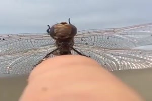 Libelle ruht sich aus