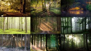klicke hier, um die Datei herunterzuladen im Wald