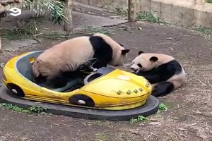 Verspielte Pandabren