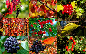 Autumn Berries 1 - Herbstbeeren 1