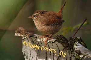 Autumn Colors 02 - Herbstfarben 02