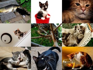 Must Love Cats 3 - Muss Katzen lieben 3