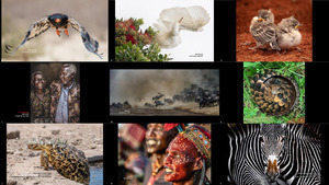 Africa Photographer 2019 - Afrika-Fotograf 2019