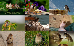 klicke hier, um die Datei herunterzuladen Sparrows - Spatzen
