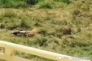 Zebra gegen Lwen