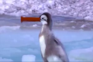 Noot noot - lustige Pinguine