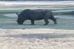 Ein wtender Rhinozeros