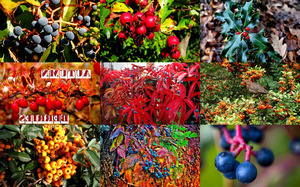Autumn Berries 2 - Herbstbeeren 2