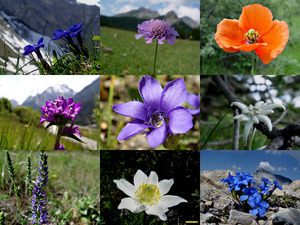 Alpenflora 8 - Alpine Flora 8