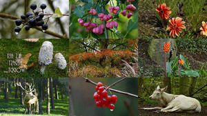 Als het herfst wordt.... - Wenn der Herbst kommt ...