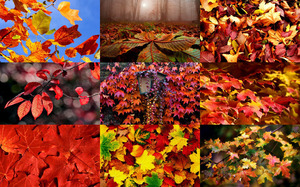klicke hier, um die Datei herunterzuladen Falling Leaves - Fallende Blätter