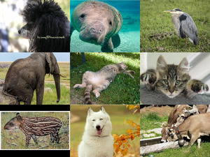 klicke hier, um die Datei herunterzuladen Bilder-Galerie - Tiere