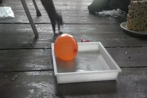 Eichhörnchen entdeckt Wasserballon