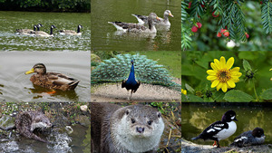 Near the Meuse River - In der Nhe der Maas