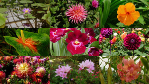klicke hier, um die Datei herunterzuladen San Francisco Golden Gate Park Dahlia - Botanischer Garten