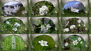 White Alps Flowers - Weie Alpenblumen