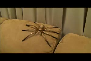 Spider Prank