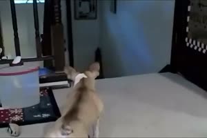Bulldogge vs Katze