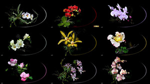 klicke hier, um die Datei herunterzuladen Bloemen - Blumen
