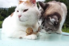 Katten met een slak - Katzen mit einer Schnecke
