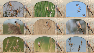 klicke hier, um die Datei herunterzuladen Baardman - Vögel
