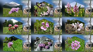 Pink Alps Flowers - Rosa Alpenblumen