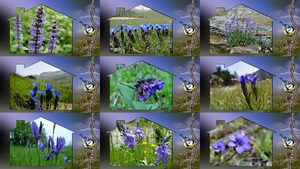 Blue Alps Flowers - Blaue Alpenblumen