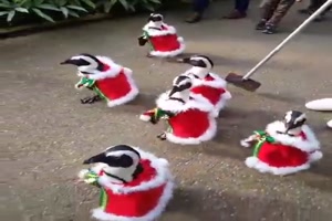 Weihnachts-Pinguine