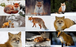 The Fox In Winter 1 - Der Fuchs im Winter 1