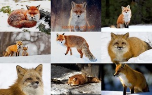 klicke hier, um die Datei herunterzuladen The Fox In Winter 1 - Der Fuchs im Winter 1