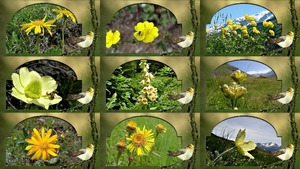 Yellow Alps Flowers - Gelbe Alpenblumen