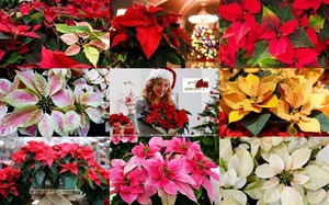 klicke hier, um die Datei herunterzuladen Poinsettias - Weihnachtsstern Pflanze
