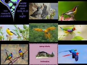 klicke hier, um die Datei herunterzuladen Bilder-Galerie - Vögel