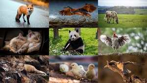 klicke hier, um die Datei herunterzuladen Photos superbes d animaux - Großartige Tierfotos